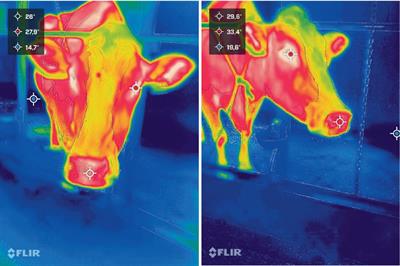 Infrared thermography as a non-invasive method for evaluating stress in lactating dairy cows during isolation challenges